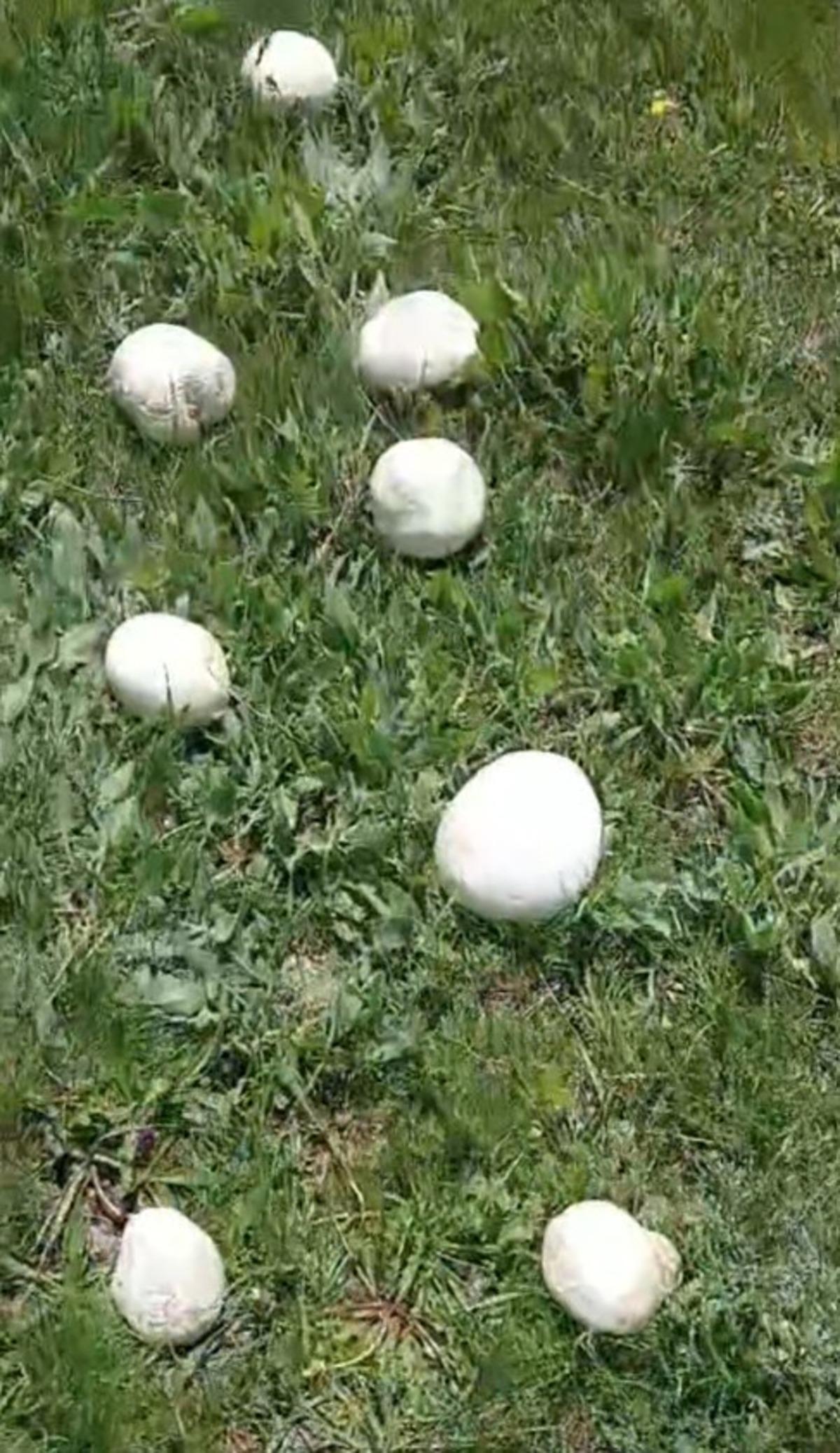Vatandaş poşetini 45 dakikada doldurdu: Kilosu 300 lira 1