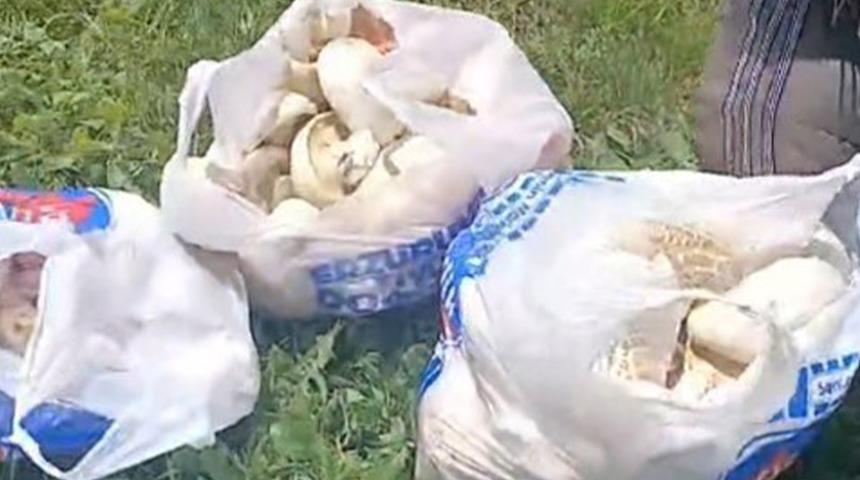 Vatandaş poşetini 45 dakikada doldurdu: Kilosu 300 lira
