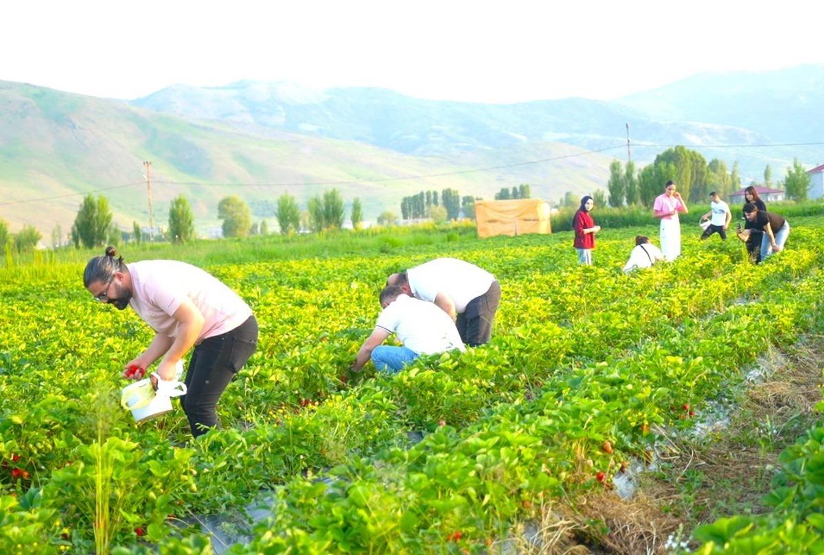 Bu tarlada istediğin kadar yemek ücretsiz, götürmek paralı 1