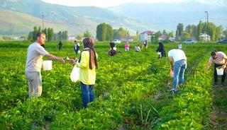 Bu tarlada istediğin kadar yemek &uuml;cretsiz, g&ouml;t&uuml;rmek paralı
