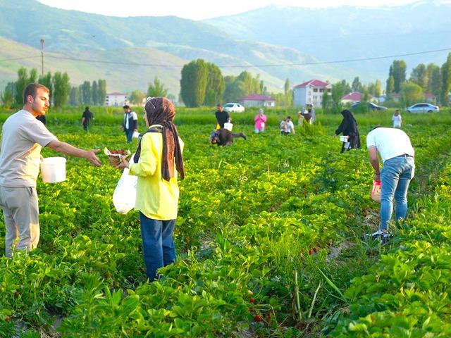 Bu tarlada istediğin kadar yemek &uuml;cretsiz, g&ouml;t&uuml;rmek paralı