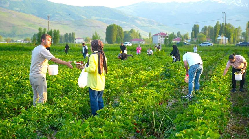 Bu tarlada istediğin kadar yemek &uuml;cretsiz, g&ouml;t&uuml;rmek paralı