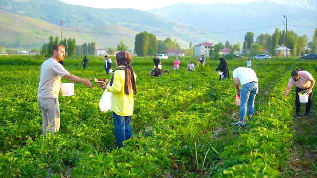 Bu tarlada istediğin kadar yemek ücretsiz, götürmek paralı