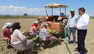Saruhanlı&rsquo;da t&uuml;t&uuml;n mesaisi başladı