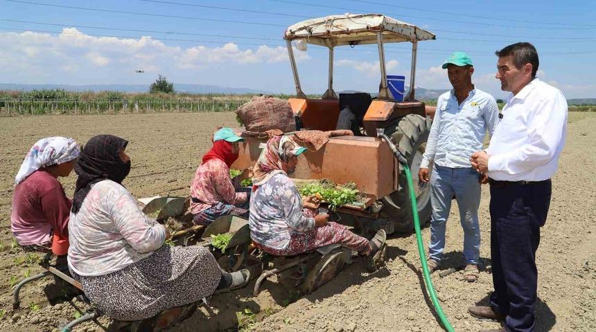 Saruhanlı&rsquo;da t&uuml;t&uuml;n mesaisi başladı