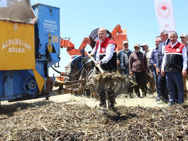 Asırlık lezzet firik bulgurunun hasadı başladı