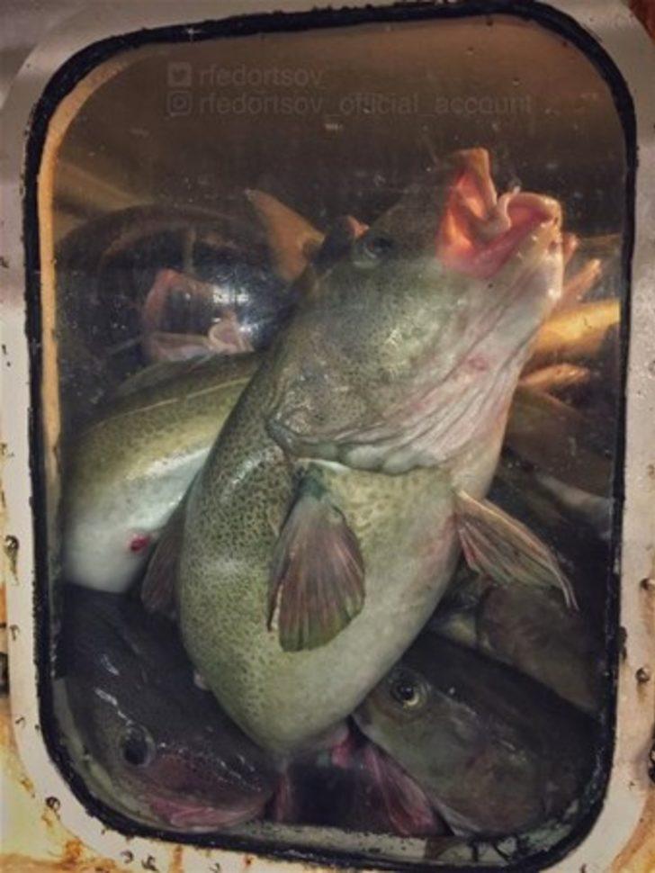 Görenler inanamıyor  G2