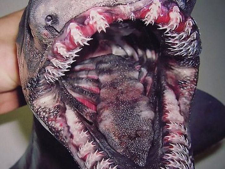 Görenler inanamıyor  G3