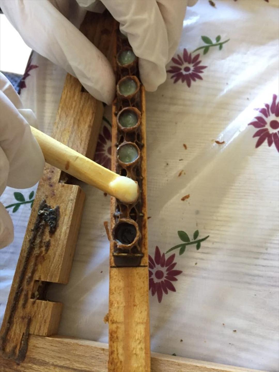 Kadın girişimci 'arı s&uuml;t&uuml;' siparişlerine yetişemiyor