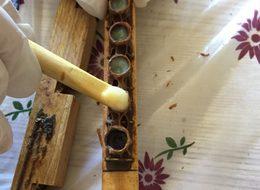 Kadın girişimci 'arı sütü' siparişlerine yetişemiyor