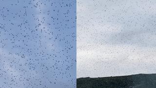 Türkiye'de ender rastlanan doğa olayı! Gökyüzünü böcekler sardı