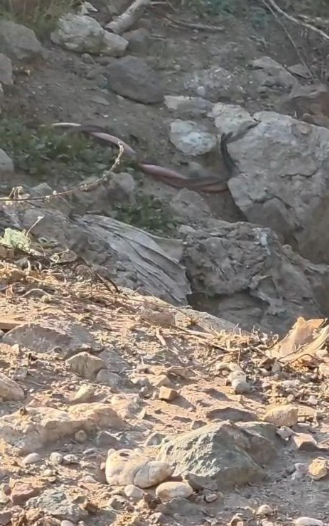 Yılanların &ccedil;iftleşme dansı kamerada 2