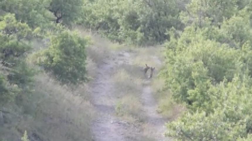 Nevşehir&rsquo;de yavru tilkilerin oyunu kamerada