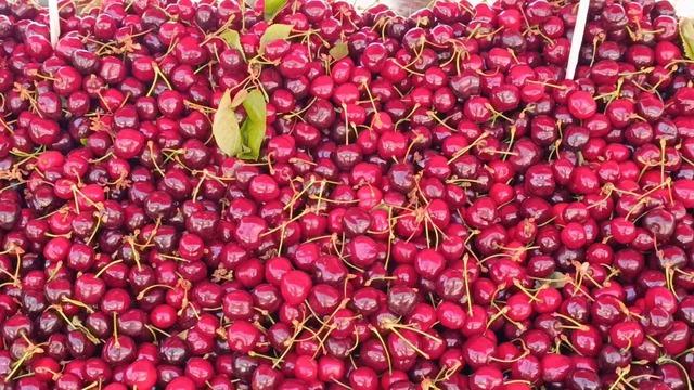 Tekirdağ’da kiraz fiyatları düşüşe geçti: 250 TL’den 150-100 TL bandına geriledi 8