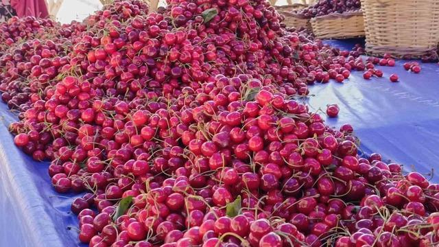 Tekirdağ’da kiraz fiyatları düşüşe geçti: 250 TL’den 150-100 TL bandına geriledi 2