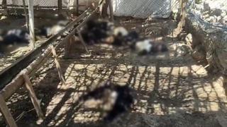 Ağıla giren başıboş köpekler 26 keçiyi telef etti