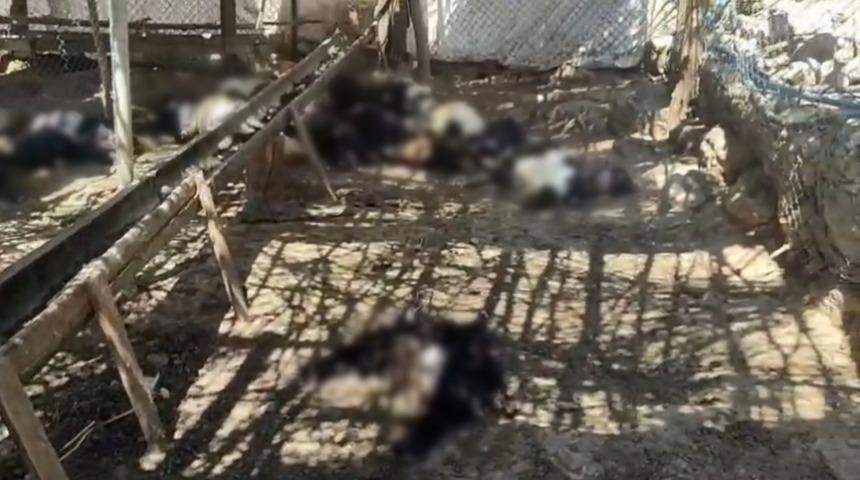 Ağıla giren başıboş k&ouml;pekler 26 ke&ccedil;iyi telef etti