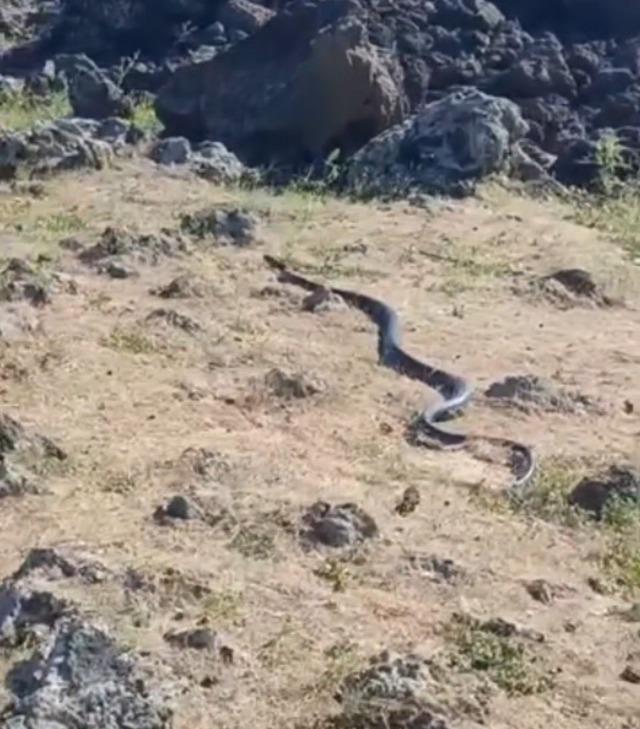 Diyarbakır’da yaklaşık 3 metre uzunluğunda yılan görüntülendi 1