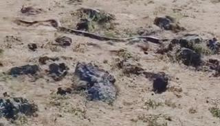 Diyarbakır&rsquo;da yaklaşık 3 metre uzunluğunda yılan g&ouml;r&uuml;nt&uuml;lendi