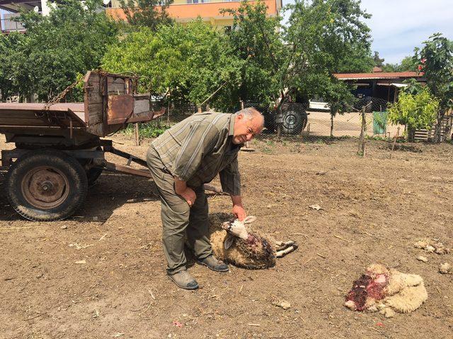 Bursa'da köpeklerin saldırdığı 5 koyun telef oldu