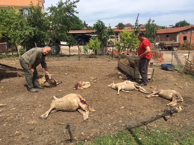 Bursa'da köpeklerin saldırdığı 5 koyun telef oldu