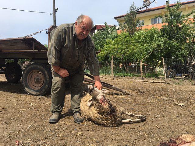 Bursa'da köpeklerin saldırdığı 5 koyun telef oldu