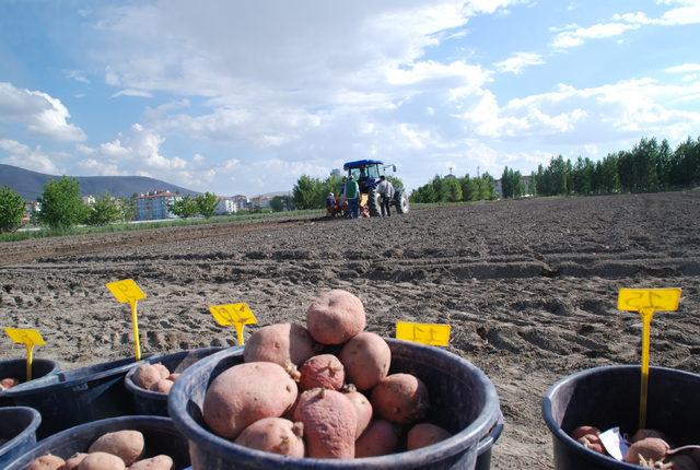 Niğde'de 10 bin adet yerli patates çeşidi dikildi