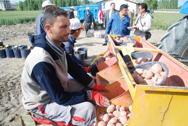 Niğde'de 10 bin adet yerli patates çeşidi dikildi