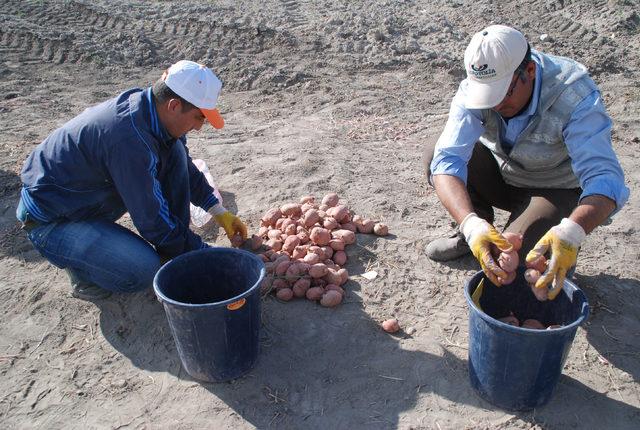 Niğde'de 10 bin adet yerli patates çeşidi dikildi