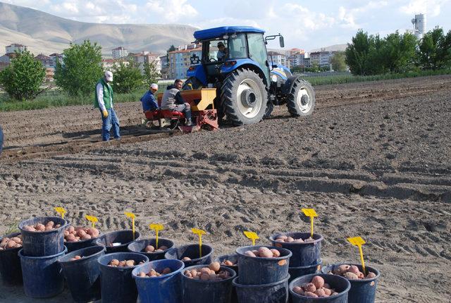 Niğde'de 10 bin adet yerli patates çeşidi dikildi