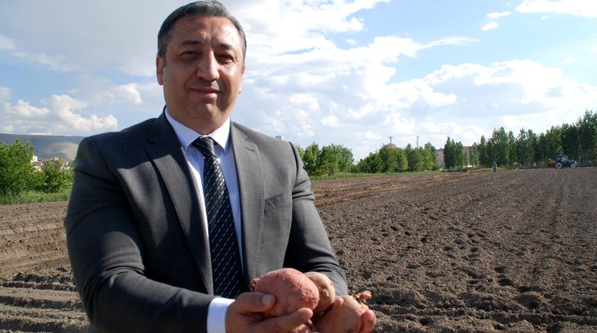 Niğde'de 10 bin adet yerli patates çeşidi dikildi