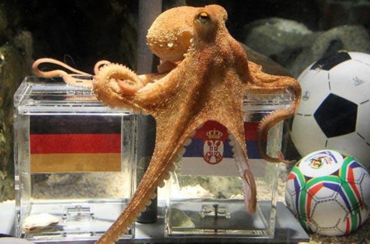 Ahtapot Paul un mirası sürüyor! Kahin hayvanlar sahneye çıktı 2