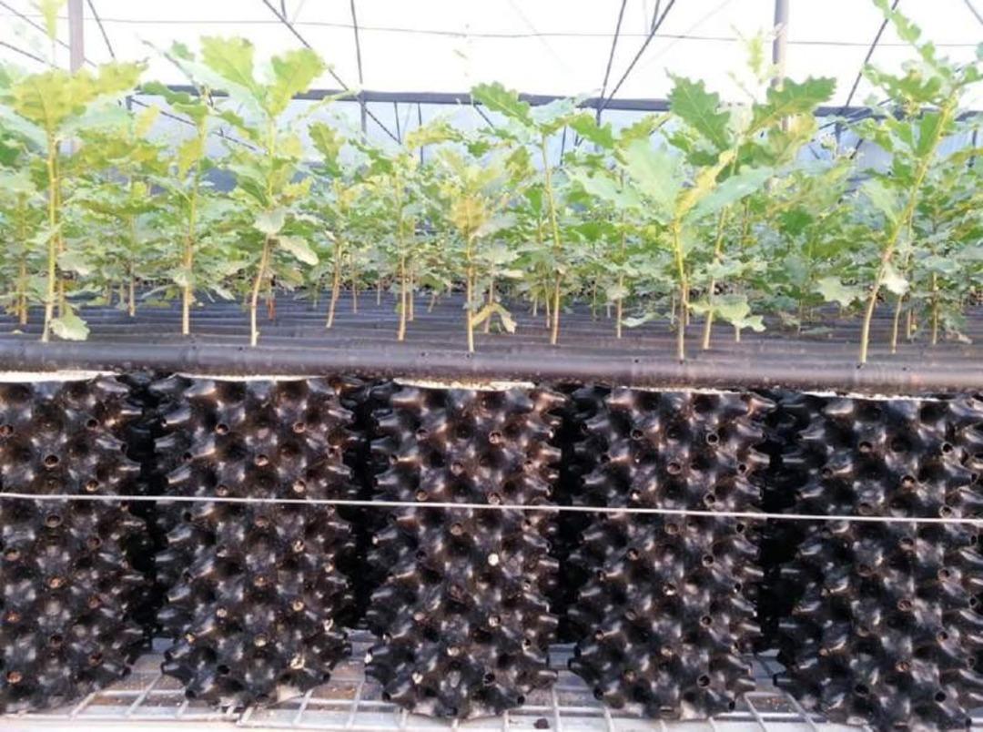 Bacasız fabrika! Kilsou 18 bin lira