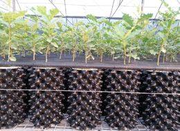 Bacasız fabrika! Kilsou 18 bin lira