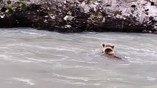 Munzur Nehri’ni geçmeye çalışan ayının mücadelesi kamerada