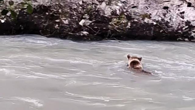 Munzur Nehri’ni geçmeye çalışan ayının mücadelesi kamerada