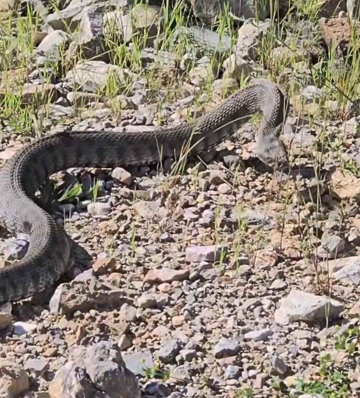 Tek ısırığı bir insanı öldürmeye yetiyor: Tunceli de görüntülendi 2