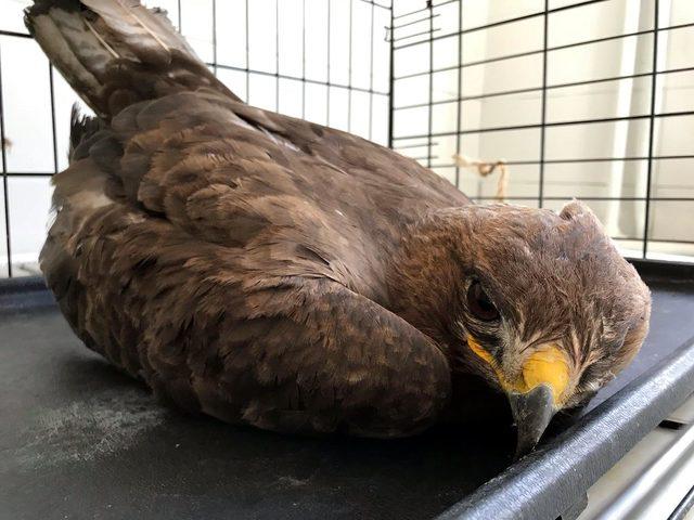 Tarlada bulunan kartalın kırık kanadı al&ccedil;ıya alındı 1