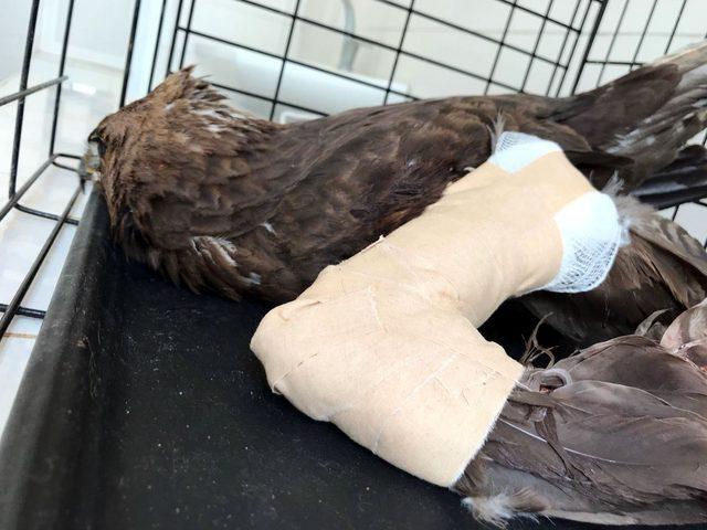 Tarlada bulunan kartalın kırık kanadı al&ccedil;ıya alındı 2