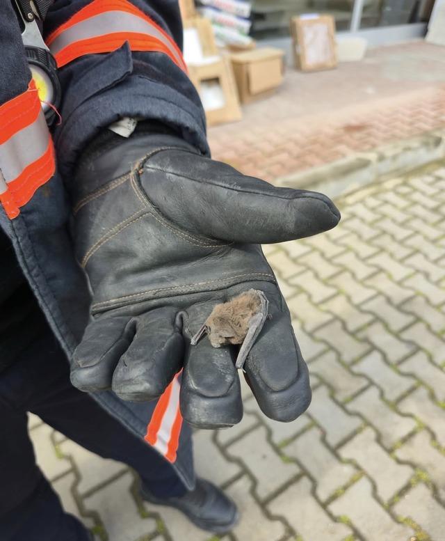 Yaralı yarasa koruma altına alındı 1