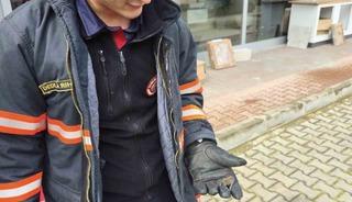 Yaralı yarasa koruma altına alındı