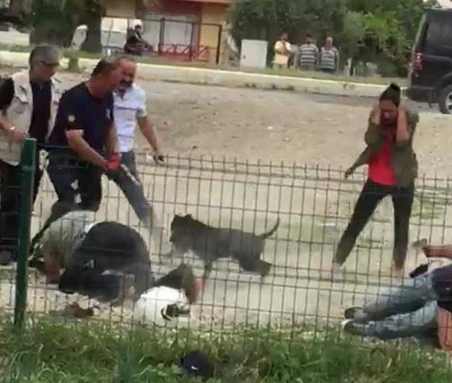 Polislere saldırttığı köpeği vurularak etkisiz hale getirildi