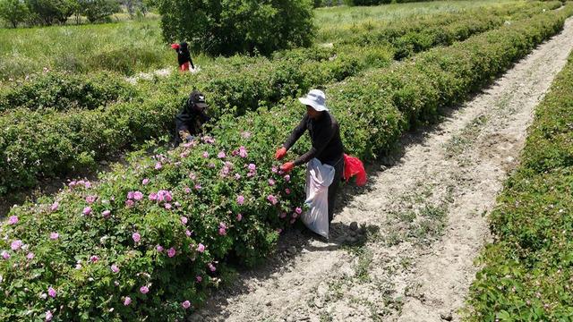 Kilosu 12 bin euroya satılıyor: Yüksek katma değerli
