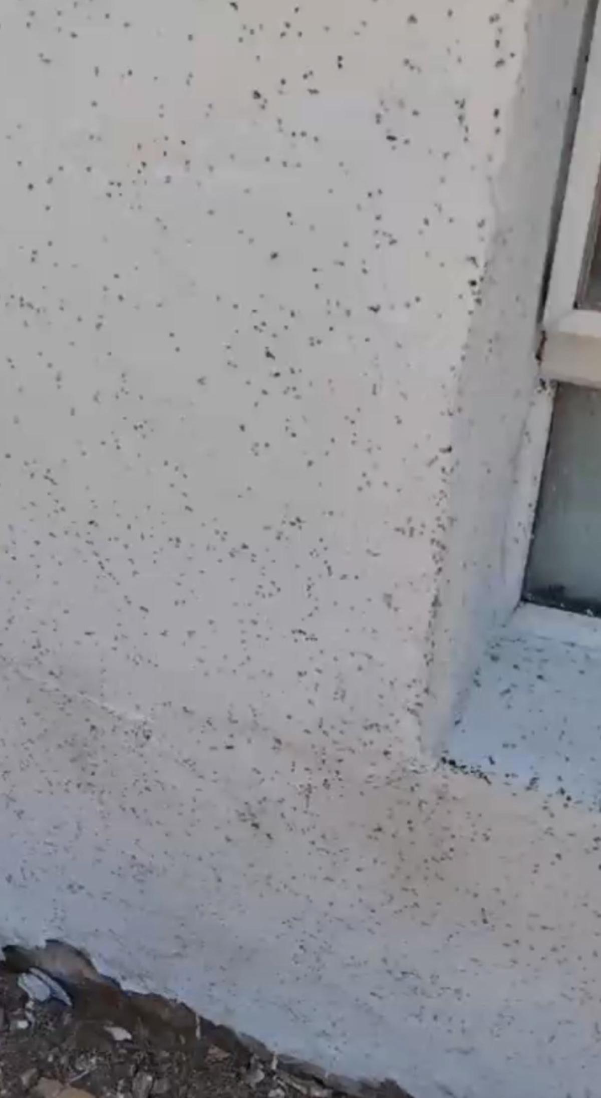 Bir ilçe istila altında! Bembeyaz duvar siyaha büründü 4