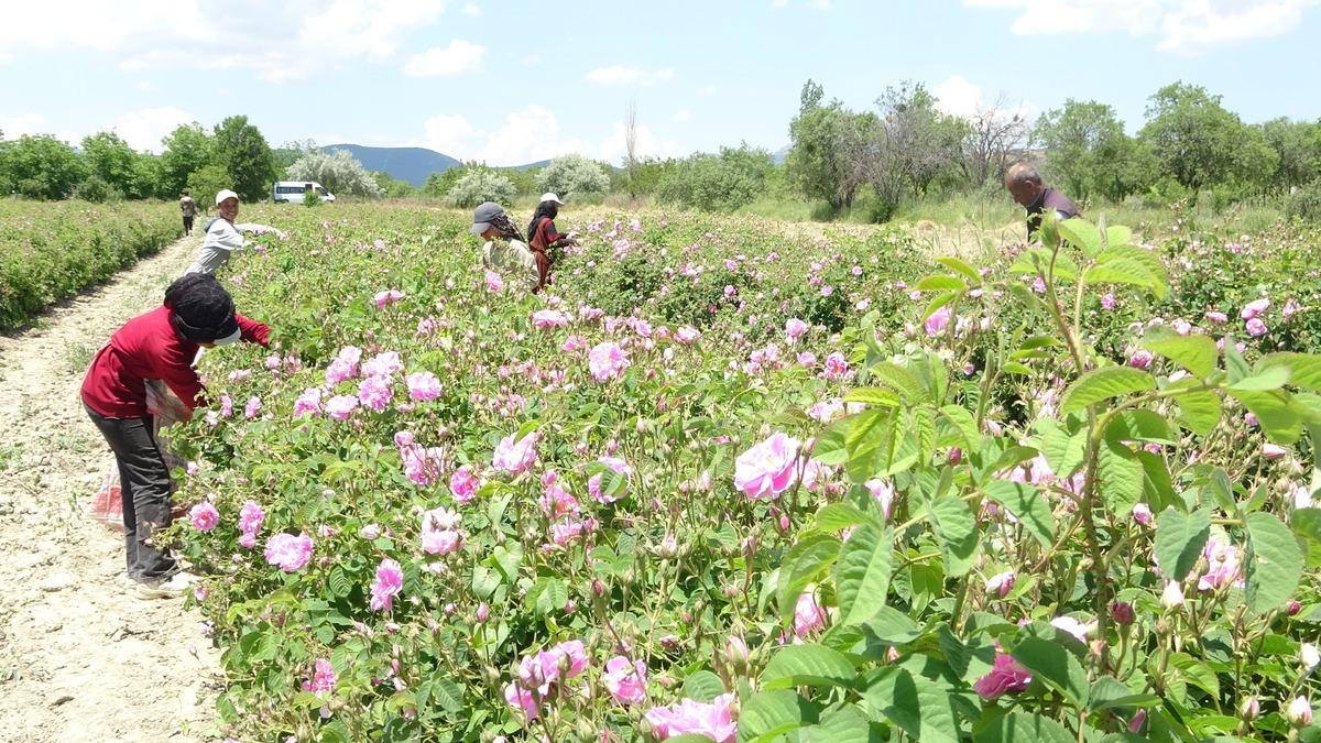 Kilosu 12 bin euroya satılıyor: Yüksek katma değerli 10