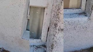 Bir ilçe istila altında! Bembeyaz duvar siyaha büründü