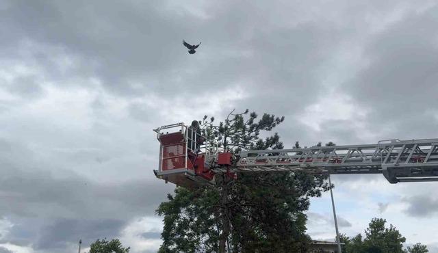 Karga kurtarılırken arkadaşları adeta kuşatma yaptı, saldırgan davranışlar sergiledi 1