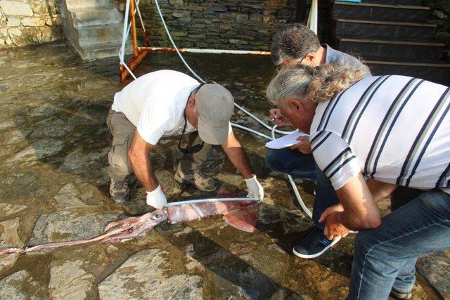 Kuşadası sahilinde dev kalamar