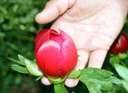 Kızıl Lale çiçeğini koparmanın cezası 48 bin 600 lira!