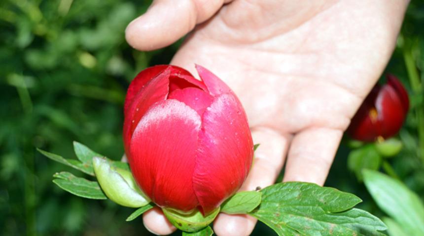 Kızıl Lale çiçeğini koparmanın cezası 48 bin 600 lira!